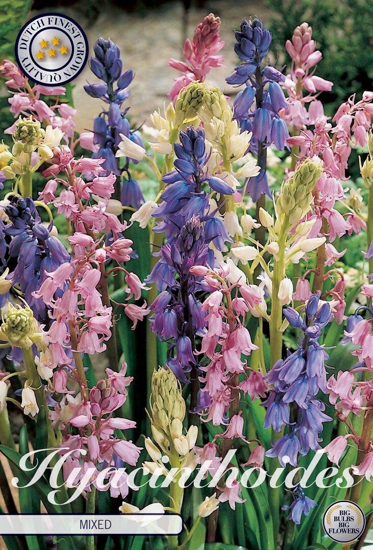 Hyacinthoides  Hispanica Mixed