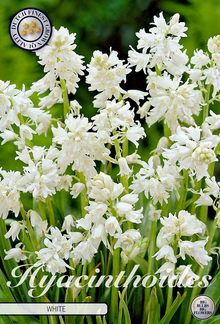 Hyacinthoides  Hispanica White