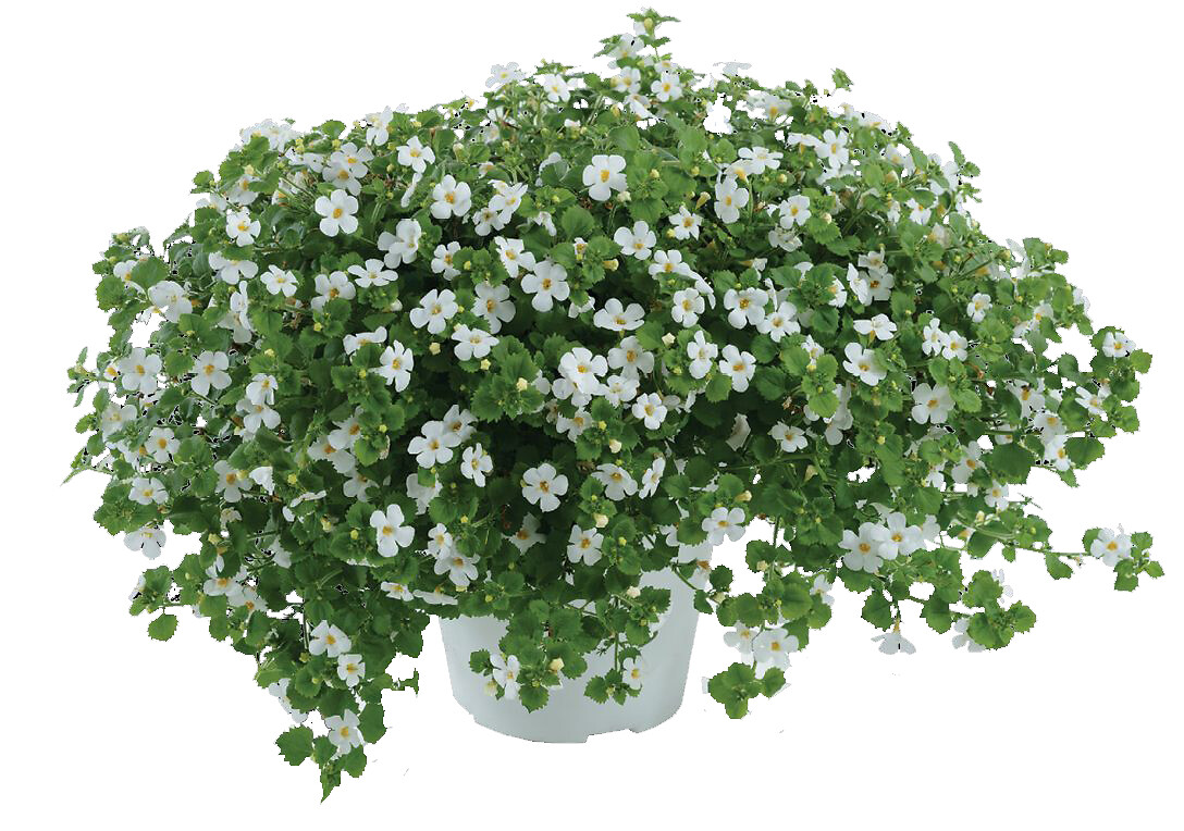 Sutera cordata Scopia® Gulliver Dynamic White