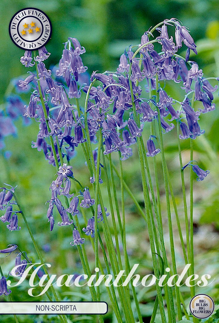 Hyacinthoides Non Scripta Blue