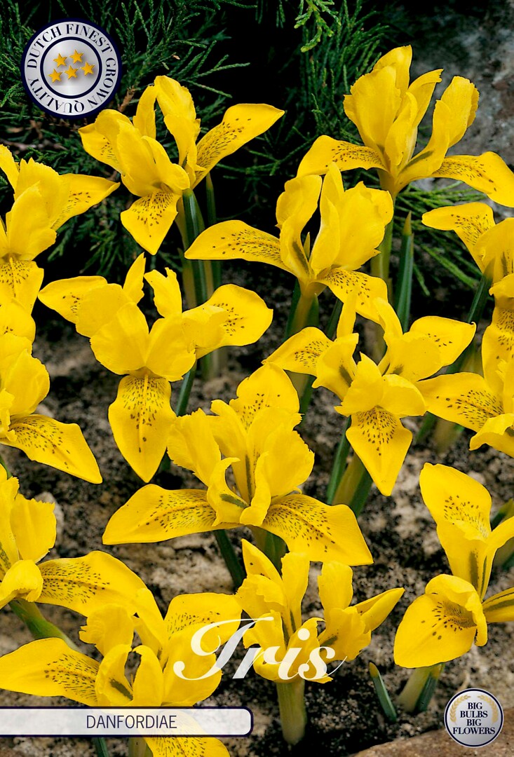 Iris Danfordiae