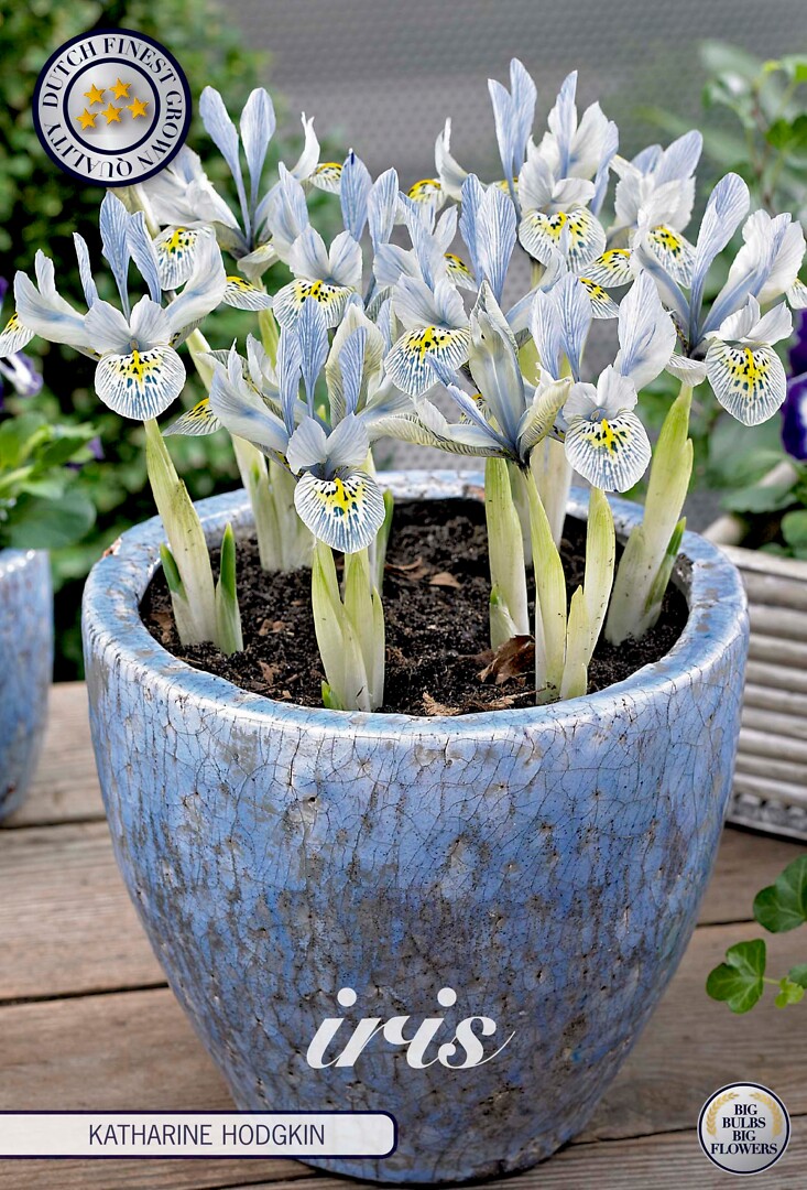Iris Reticulata Katharina Hodgkin