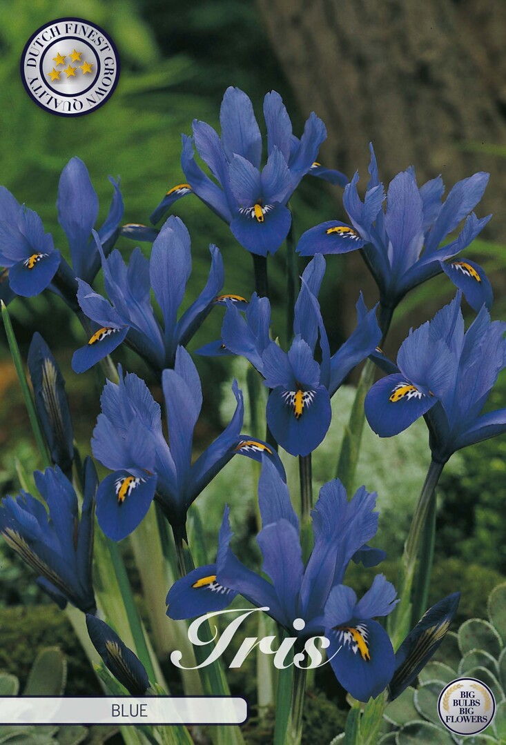 Iris Reticulata Blue