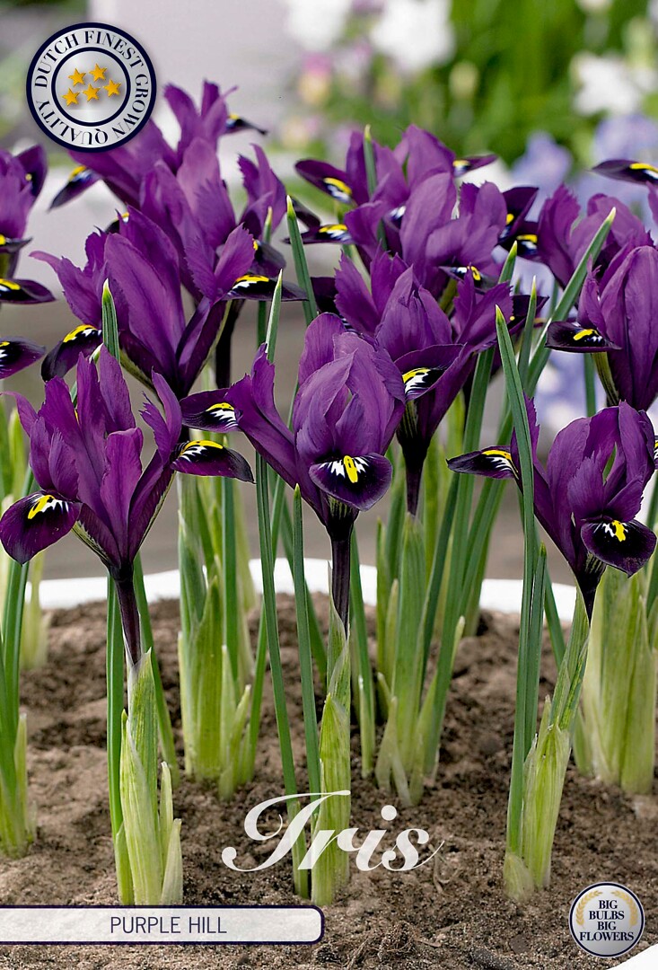 Iris Reticulata Purple Hill