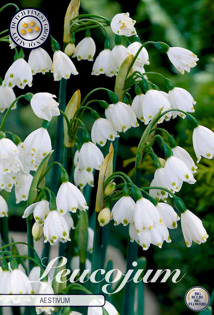 Leucojum  Aestivum