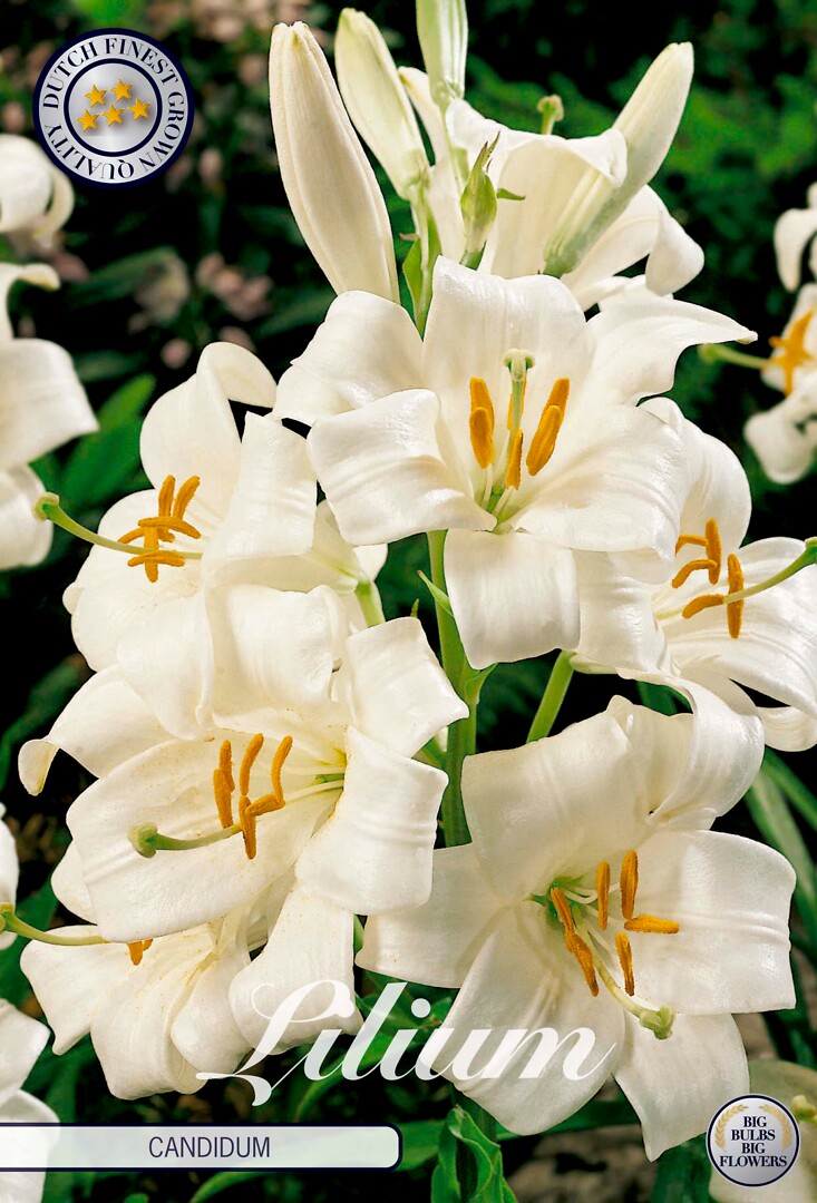 Lilium  Candidum