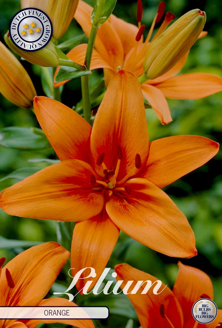 Lilium Asiaticus Orange