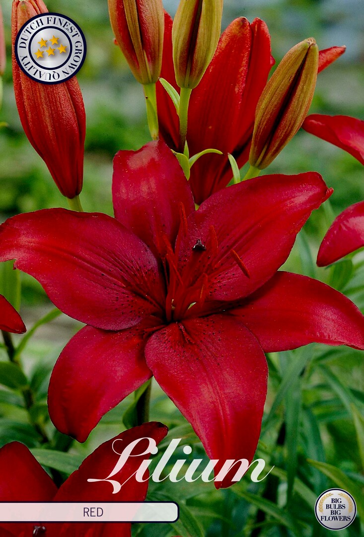 Lilium Asiaticus Red
