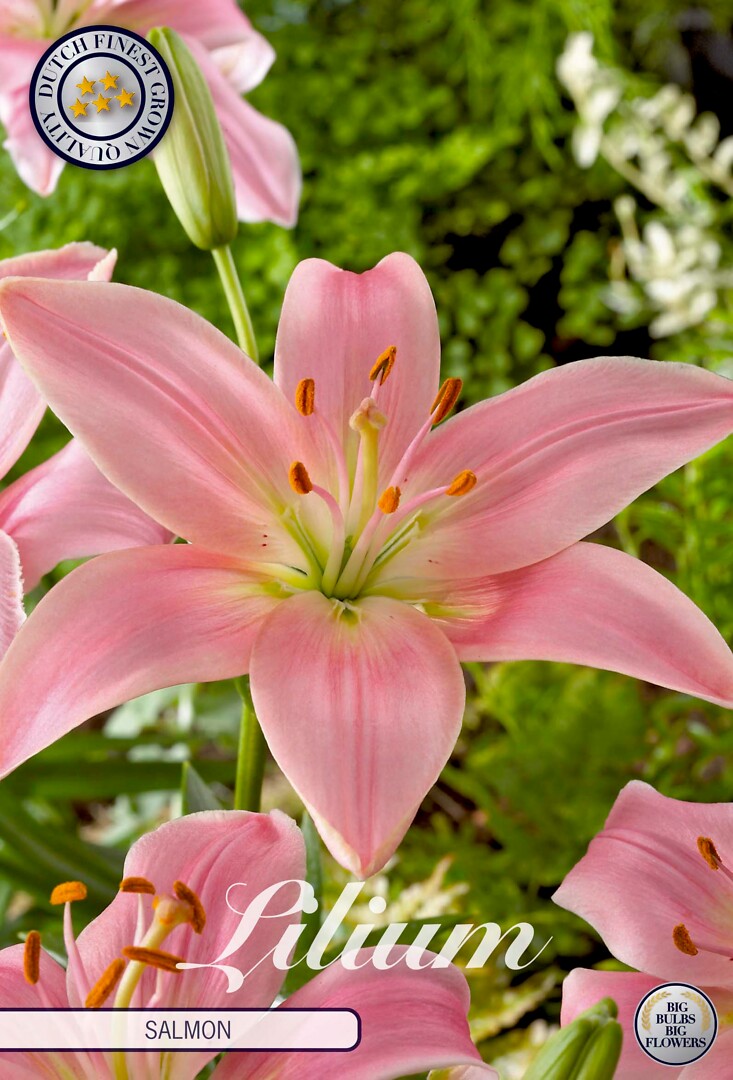 Lilium Asiaticus Salmon