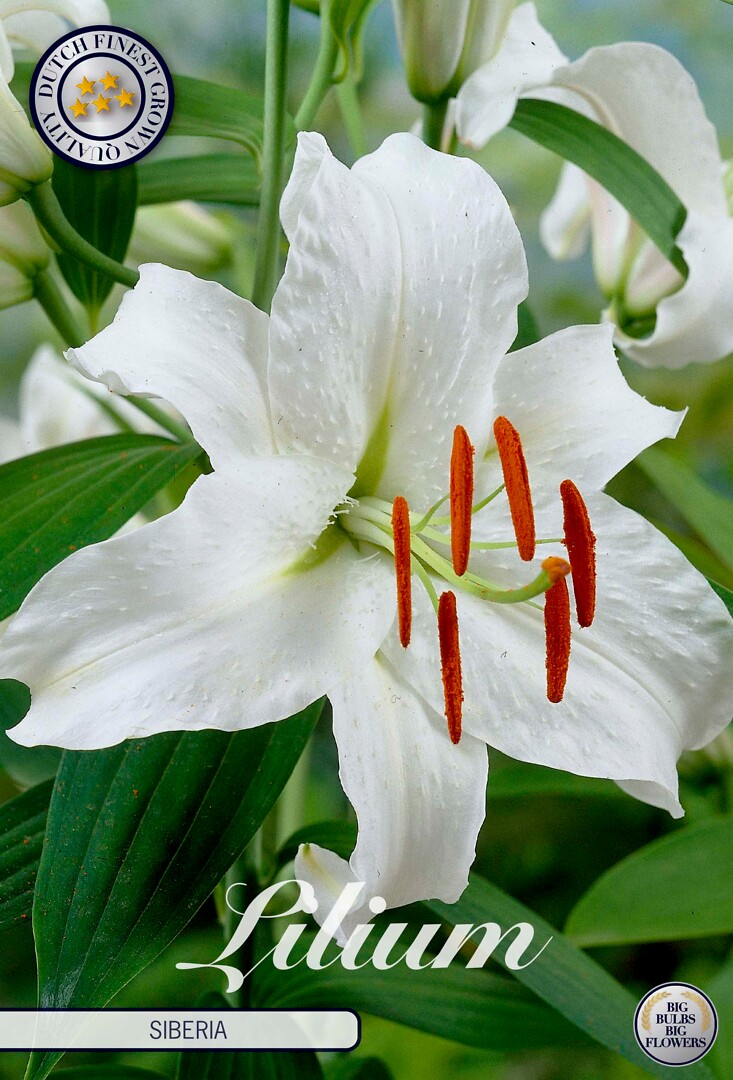 Lilium Oriental Siberica