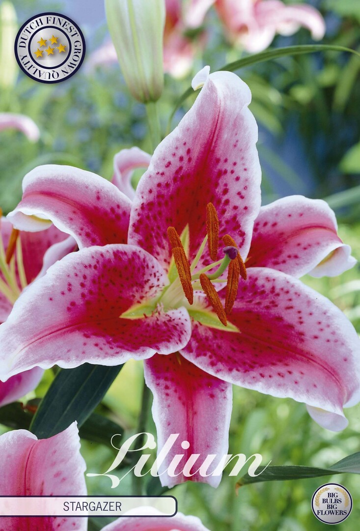 Lilium Oriental Stargazer