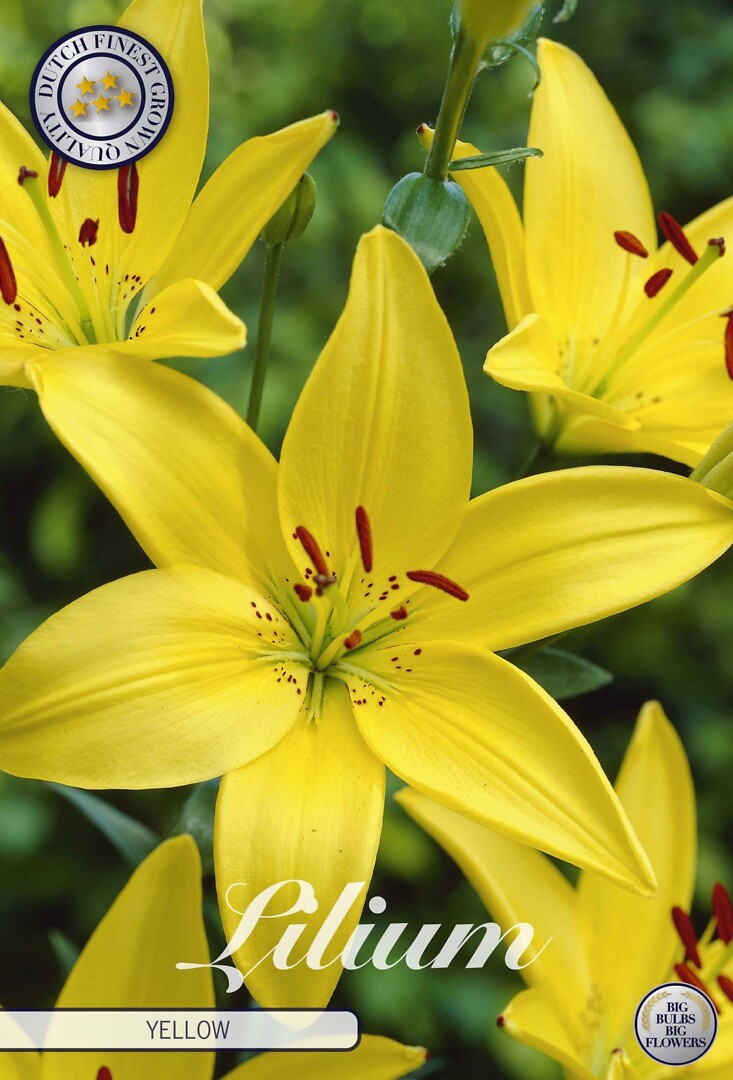 Lilium Asiaticus Yellow