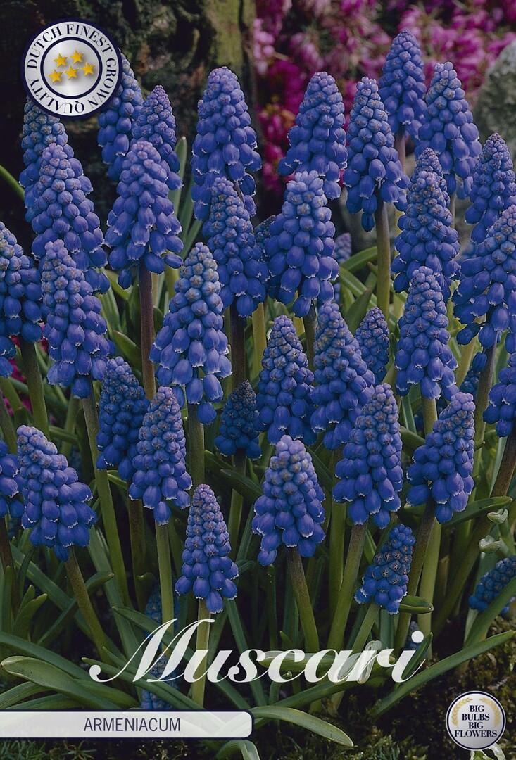 Muscari Armeniacum
