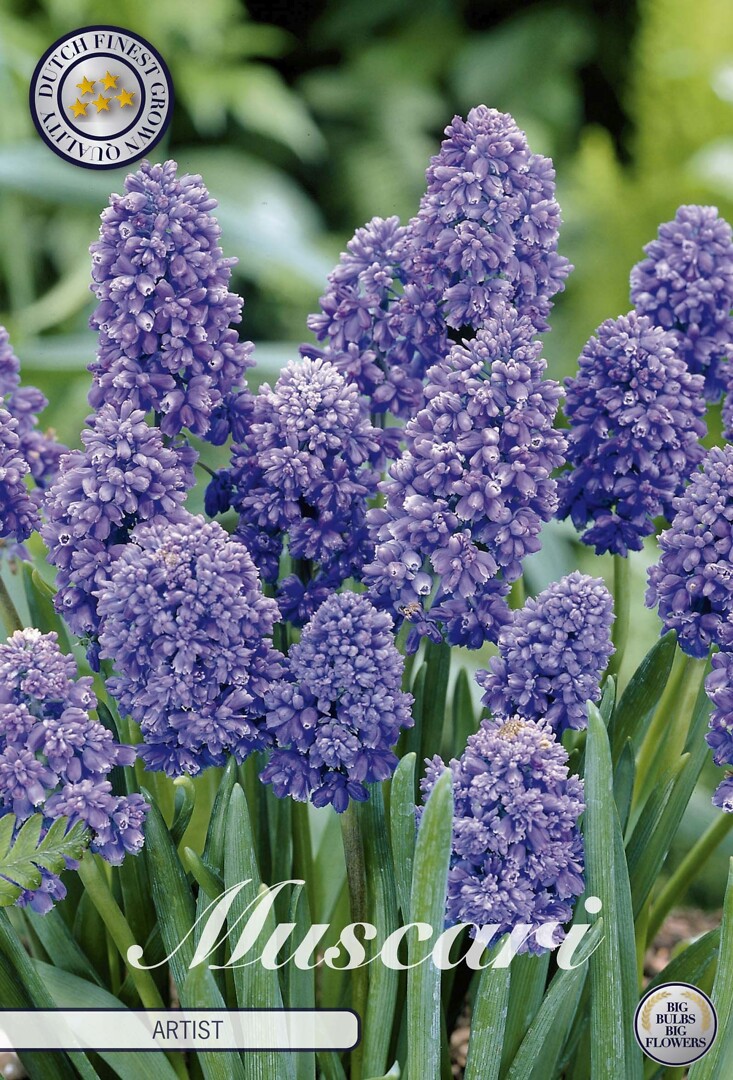 Muscari Armeniacum Artist