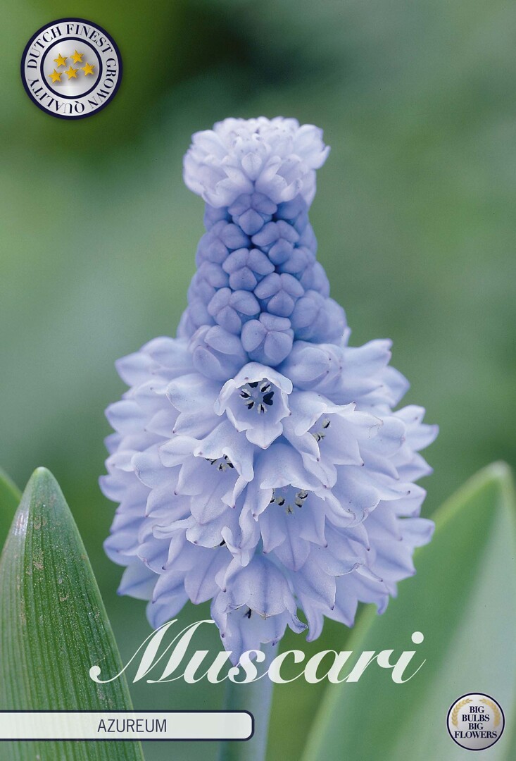 Muscari  Azureum