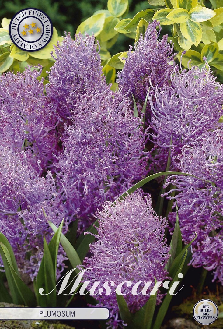 Muscari Comosum Plumosum