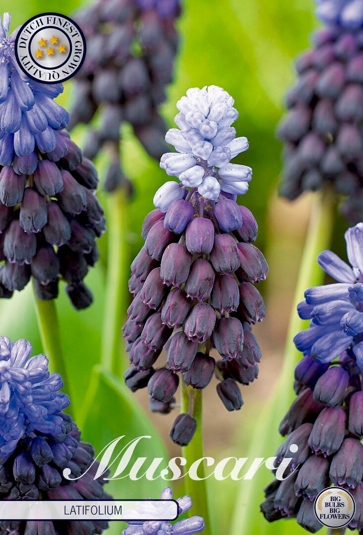 Muscari  Latifolium