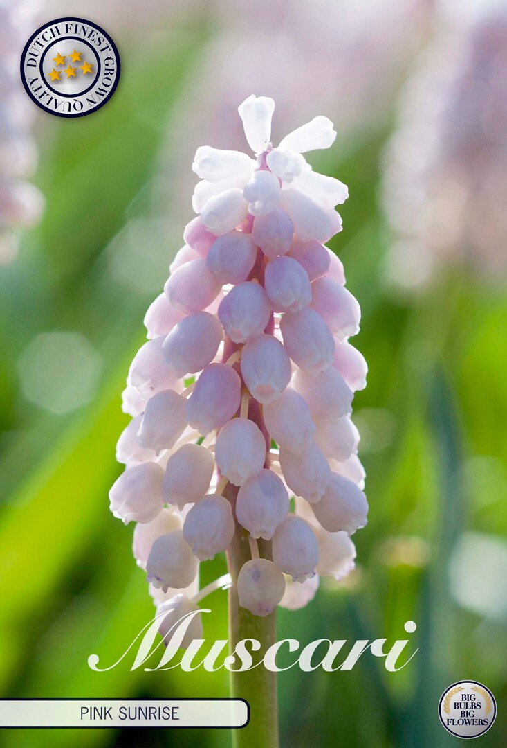 Muscari  Pink Sunrise