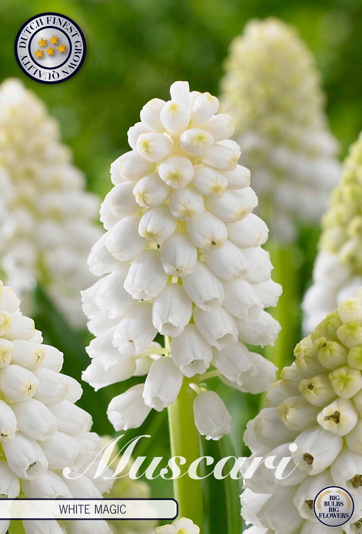 Muscari  White Magic
