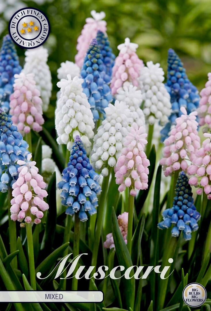 Muscari mixed
