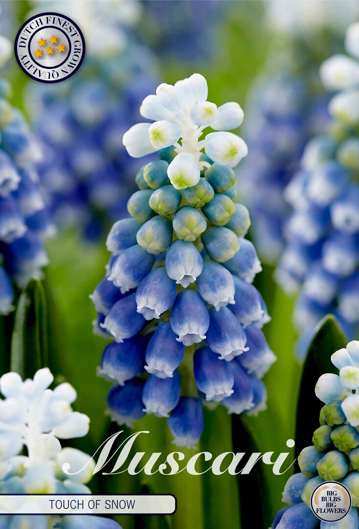 Muscari  Touch Of Snow