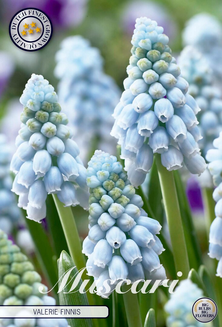 Muscari  Valerie Finnis