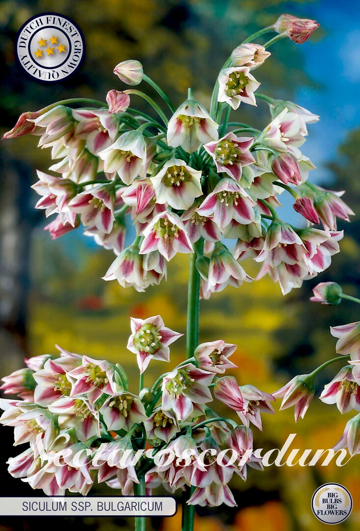 Nectaroscordum  Siculum