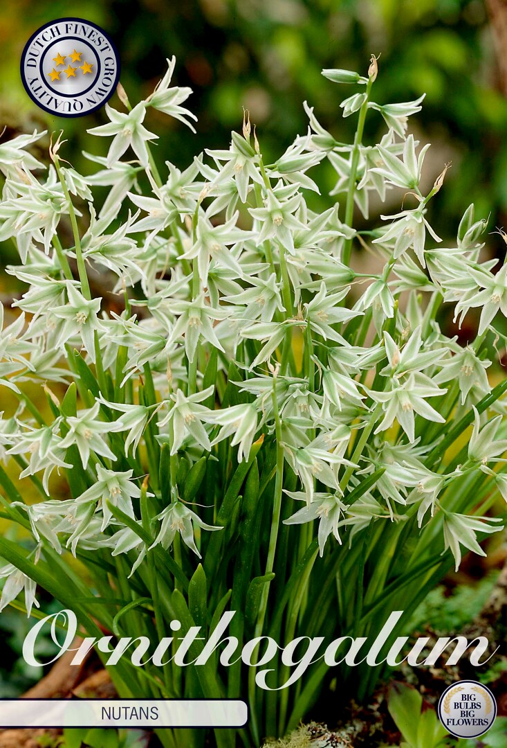Ornithogalum  Nutans