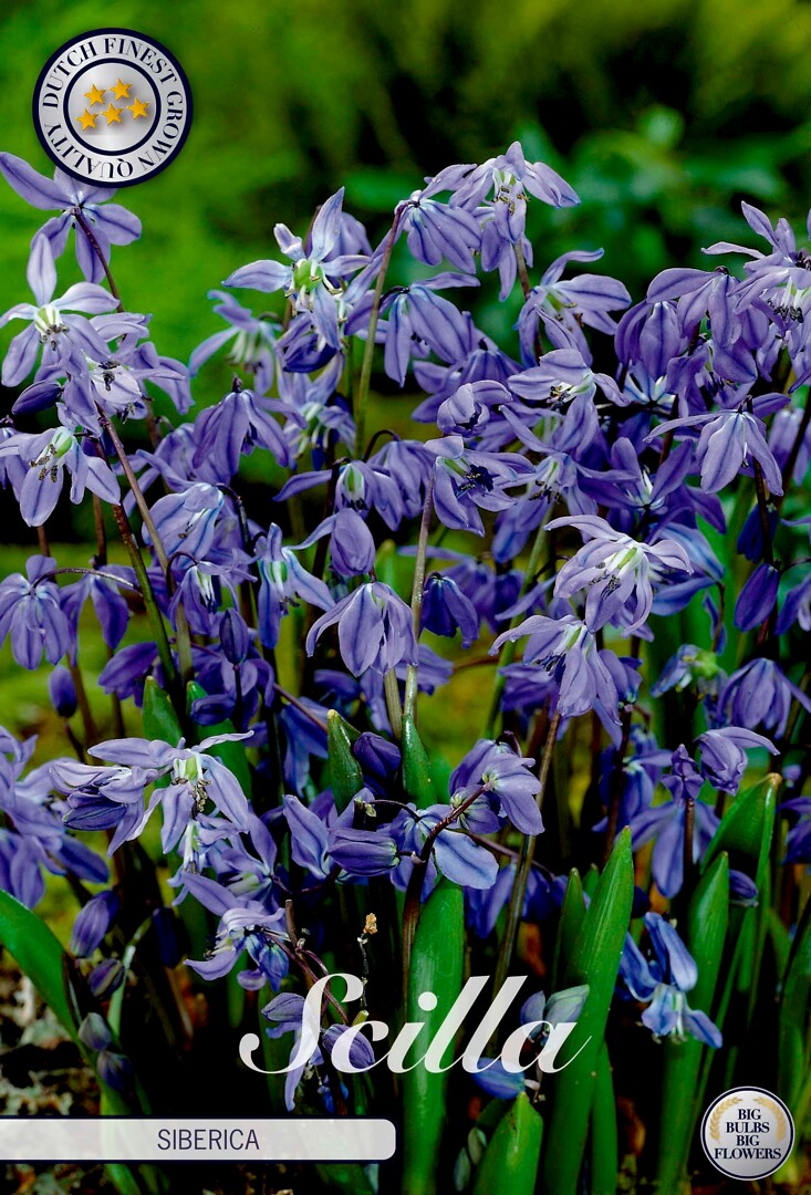 Scilla  siberica