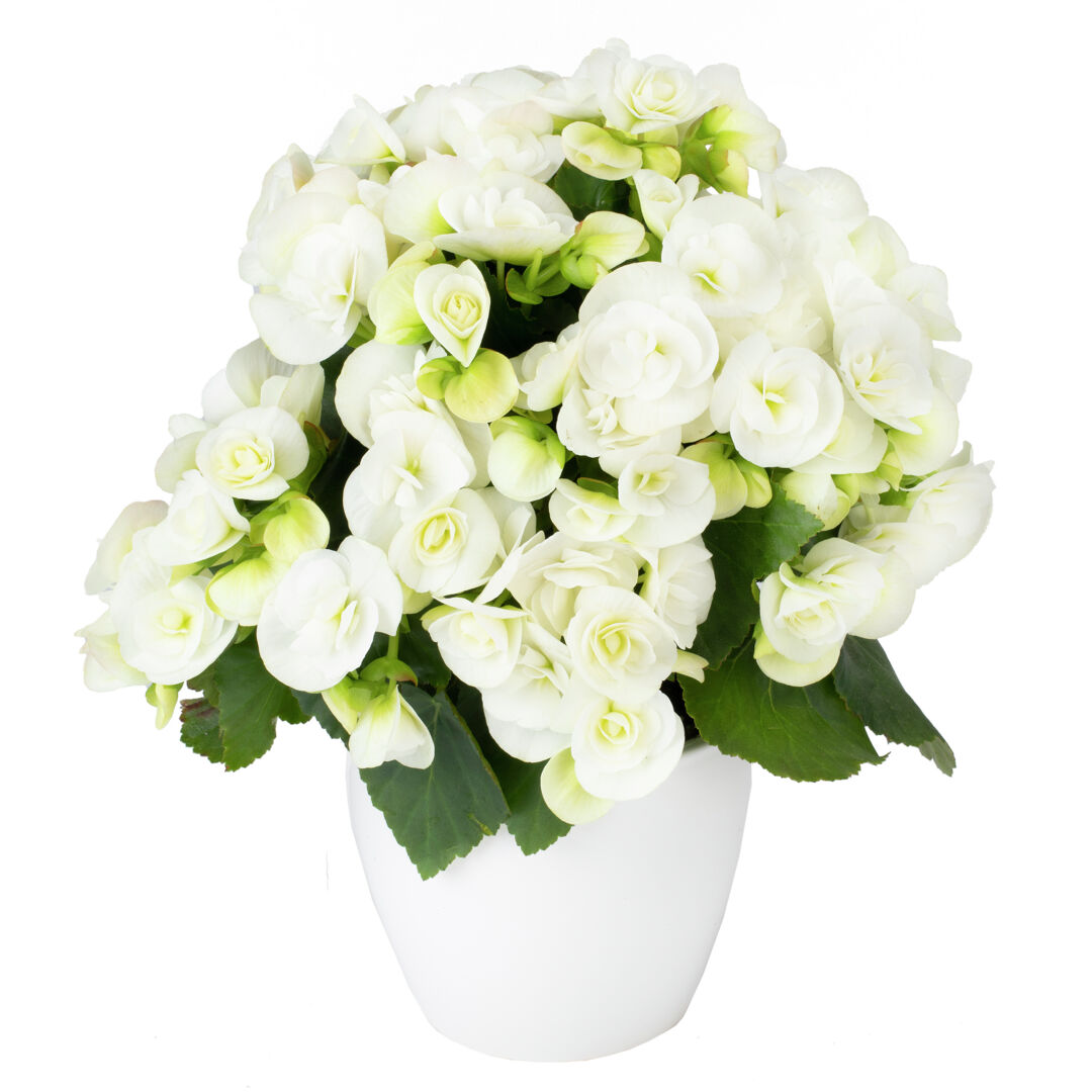 Begonia elatior Riley®