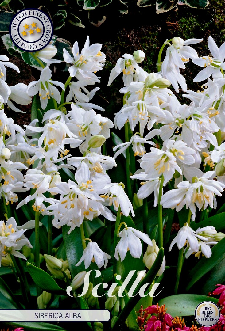 Scilla  siberica alba