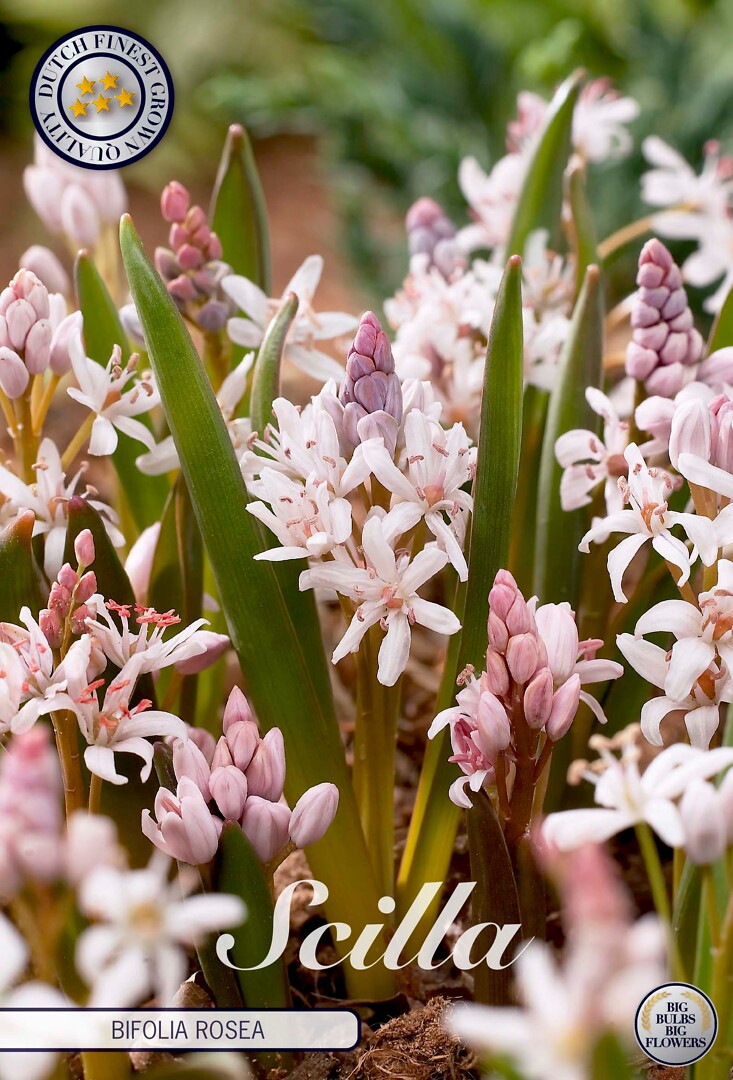 Scilla  bifolia rosea
