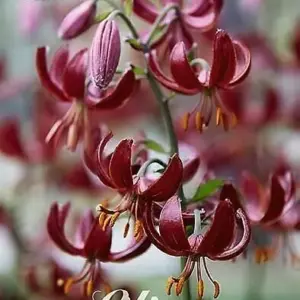 Lilium Martagon Claude Shride