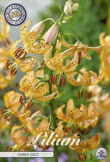 Lilium Martagon Guinea Gold