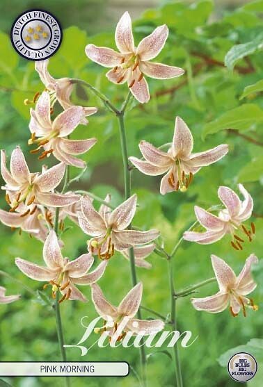 Lilium Martagon Pink Morning