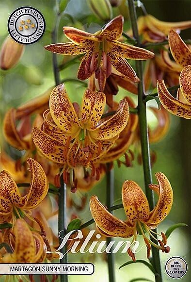 Lilium Martagon Sunny Morning
