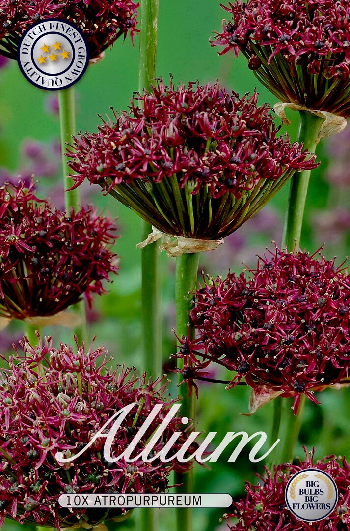 Allium Atropurpureum