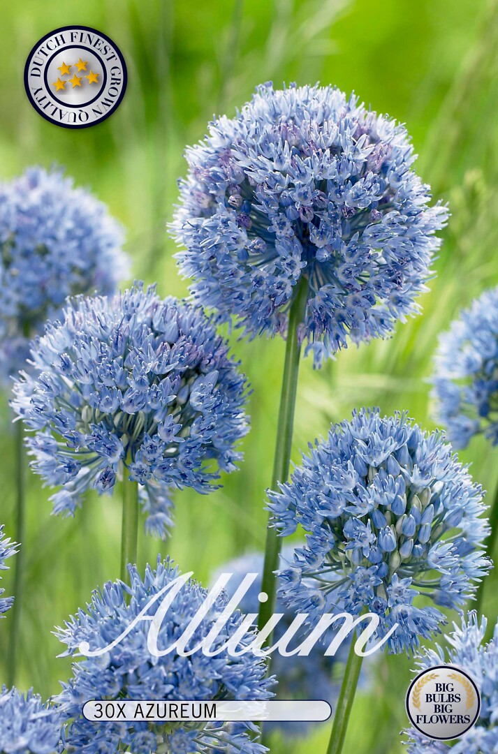 Allium Azureum