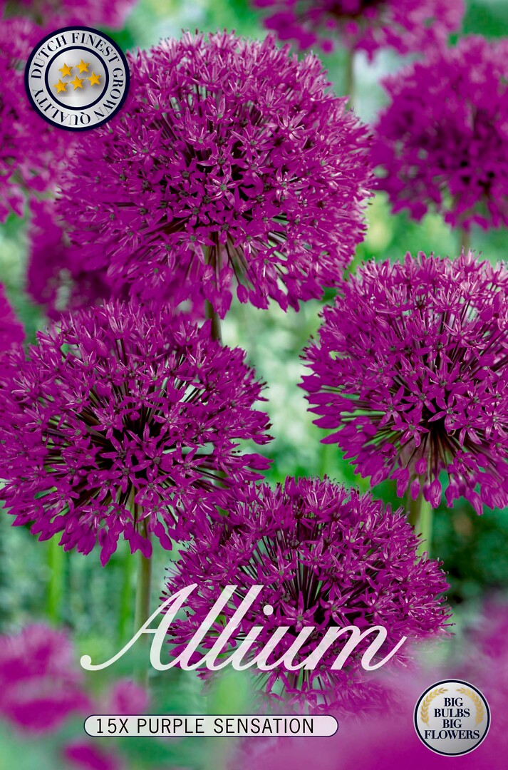 Allium Purple Sensation