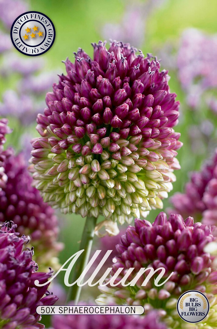 Allium Sphaerocephalon