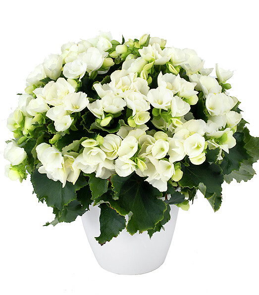 Begonia elatior hybrid Betulia® White