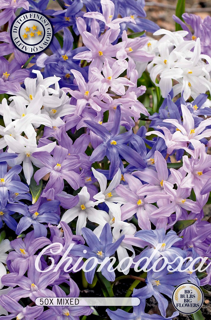 Chionodoxa  Mixed