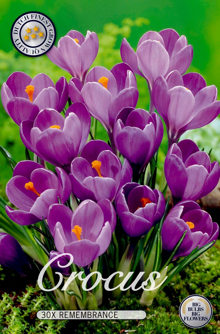 Crocus  Remembrance