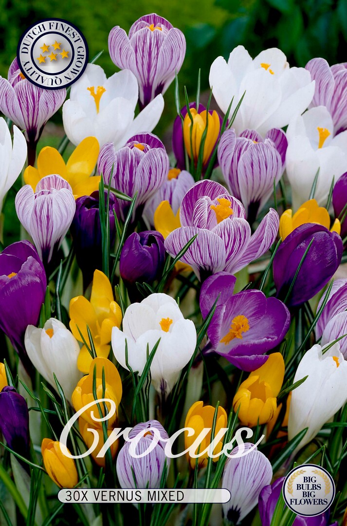 Crocus  mixed