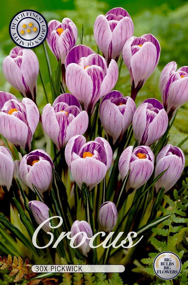 Crocus  Pickwick