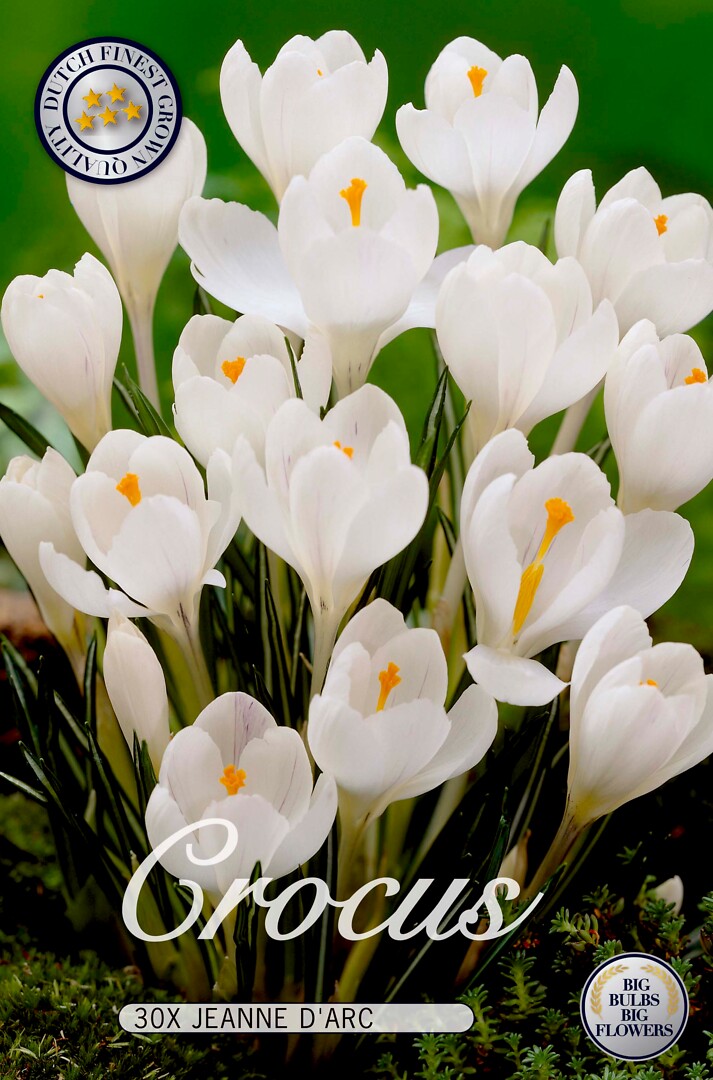 Crocus  Jeanne D'Arc