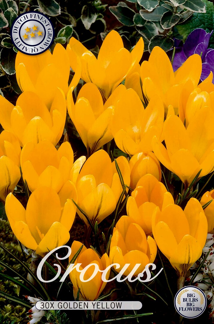 Crocus  Golden Yellow
