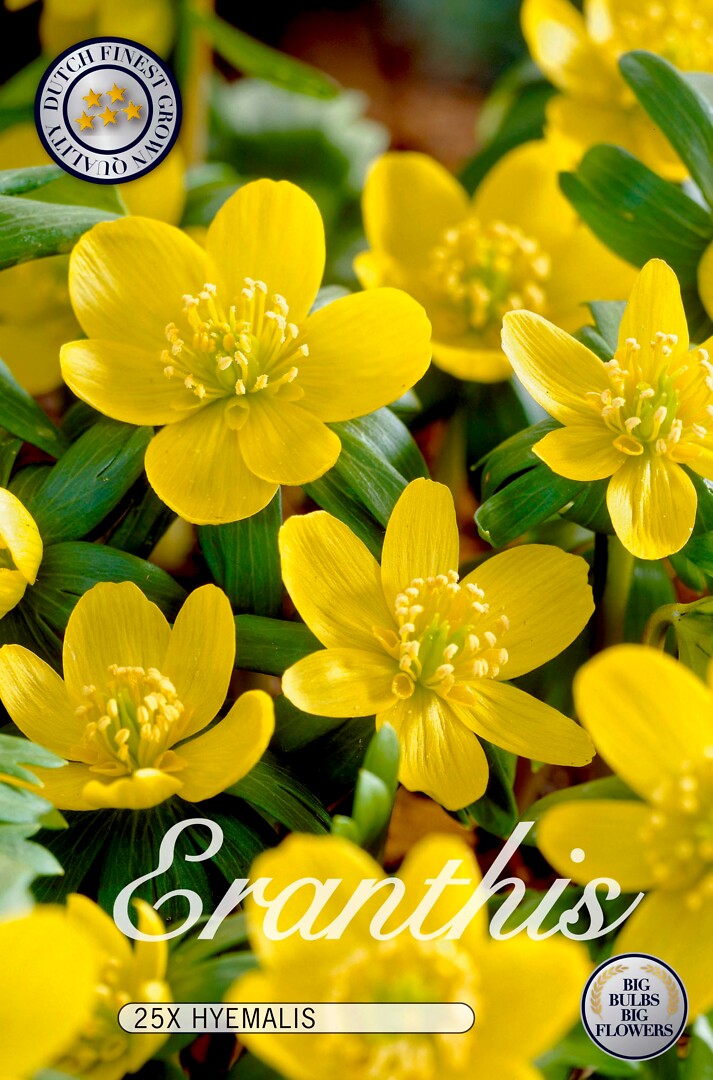 Eranthis  Hyemalis
