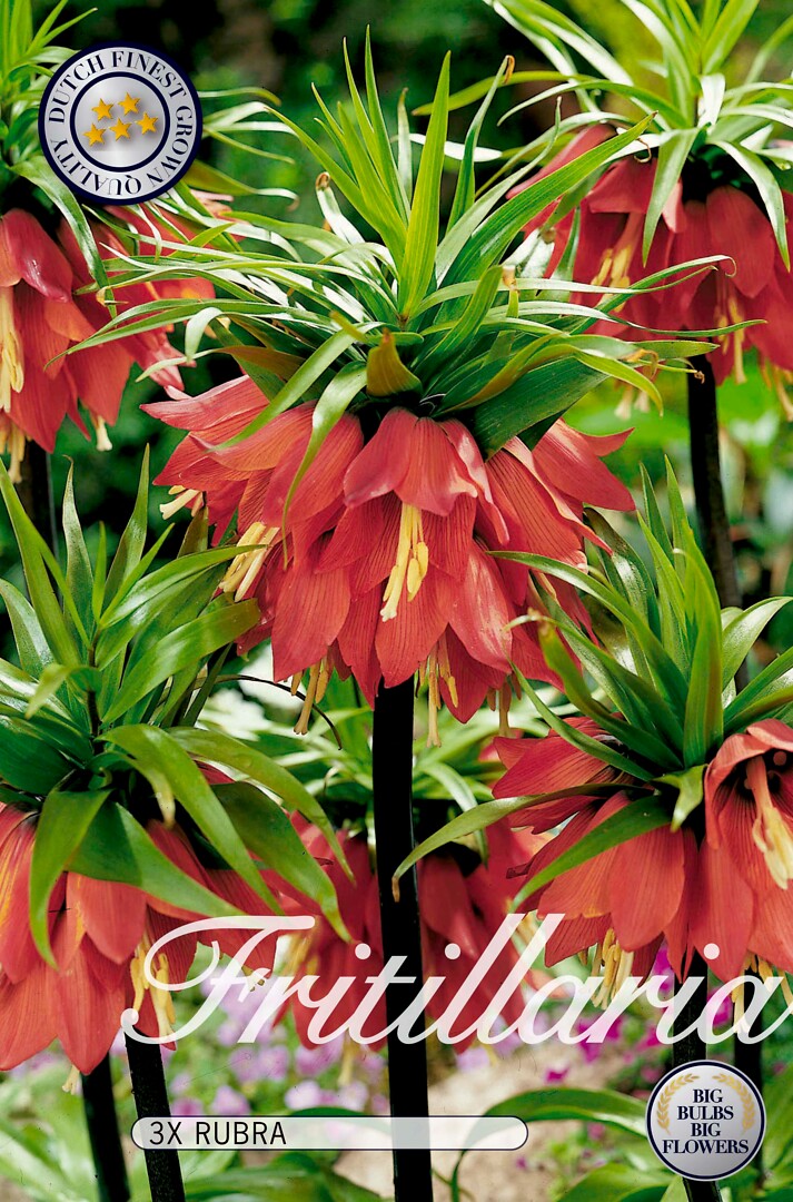 Fritillaria Rubra
