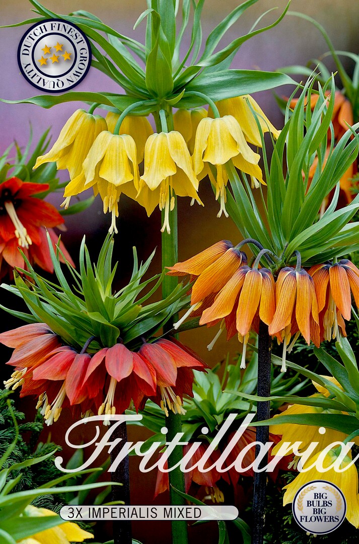 Fritillaria Imperialis Mixed